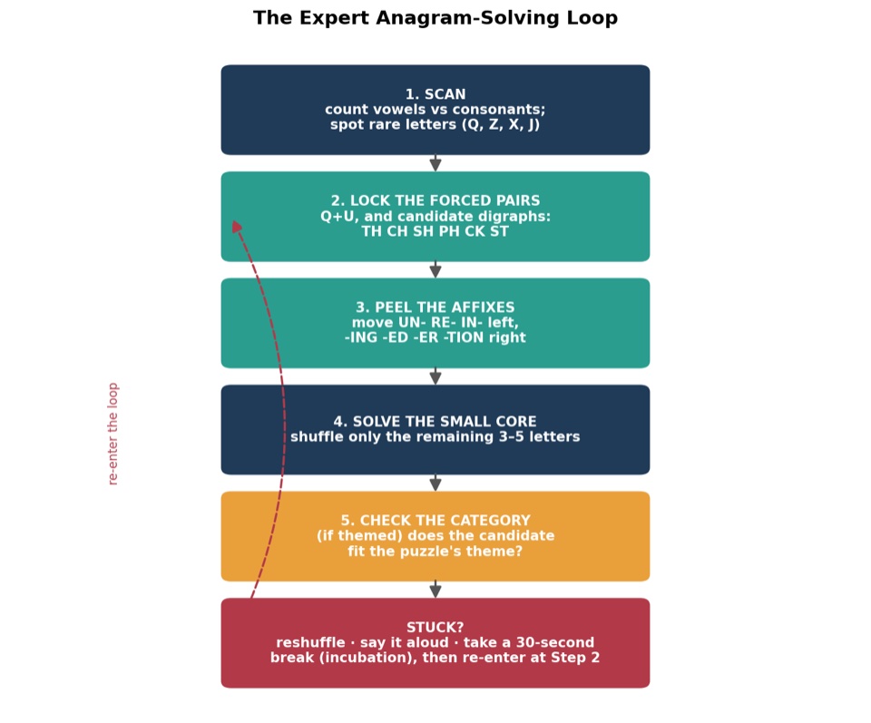 Flowchart of the expert anagram-solving loop: scan vowels and rare letters, lock forced pairs, peel affixes, solve the small core, check the category, and reshuffle or take a short break when stuck